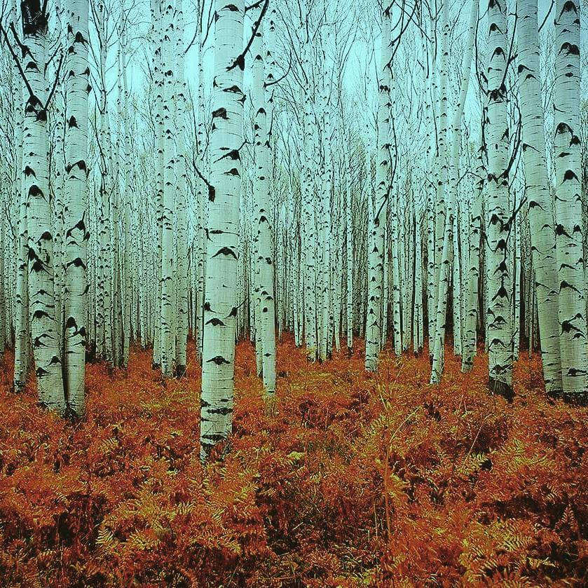 Suomirevontuli's tweet photo. #WhiteBirch #白樺 #autumn #秋 #WitheredLeaf #枯れ葉 #Nature #自然 #Purification #浄化 #Silence #静寂 #Fantastic #幻想的 #Tree #森 #木 http://t.co/Jk3MisEJF8