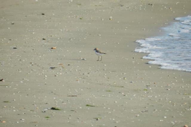 HotelCirillo's tweet photo. Il Fratino sulla spiaggia ... #Silvi #Abruzzo http://t.co/Z6Kmf1jKj8