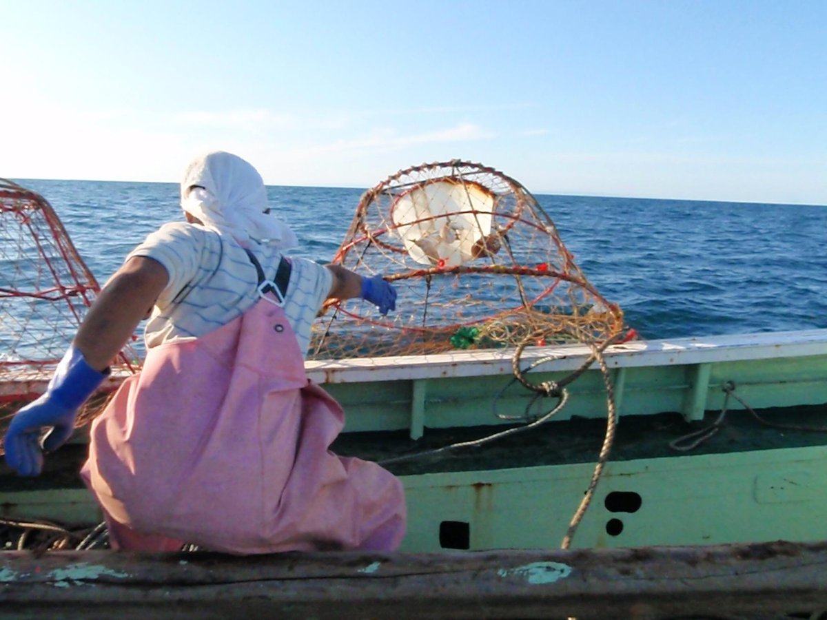 魚津市観光協会 かに籠漁発祥の地 現在世界中で行われているベニズワイガニ漁 かにかごなわ漁法 は魚津市の漁業者 故 浜多虎松さんが研究され昭和３０年前後に漁獲を成功させ広まったものです 詳しくは Http T Co 5aclit3zbx Http T Co