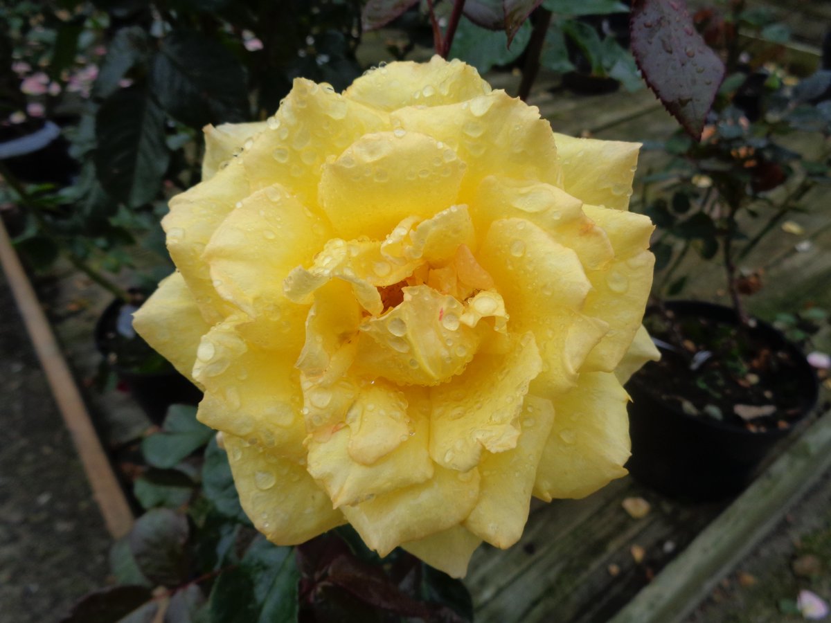 WychCrossGC's tweet photo. Enjoying an April style day here with sunshine, flowers &amp; showers. Truly British &amp; rather nice. 'Especially for you' http://t.co/ucZOjEh7uI