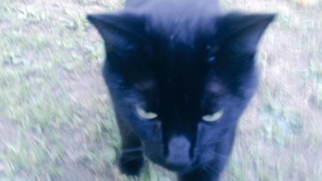 anovelecho's tweet image. @MShiningElk mine has been in and out of the door 5 times. #CatEntitlement