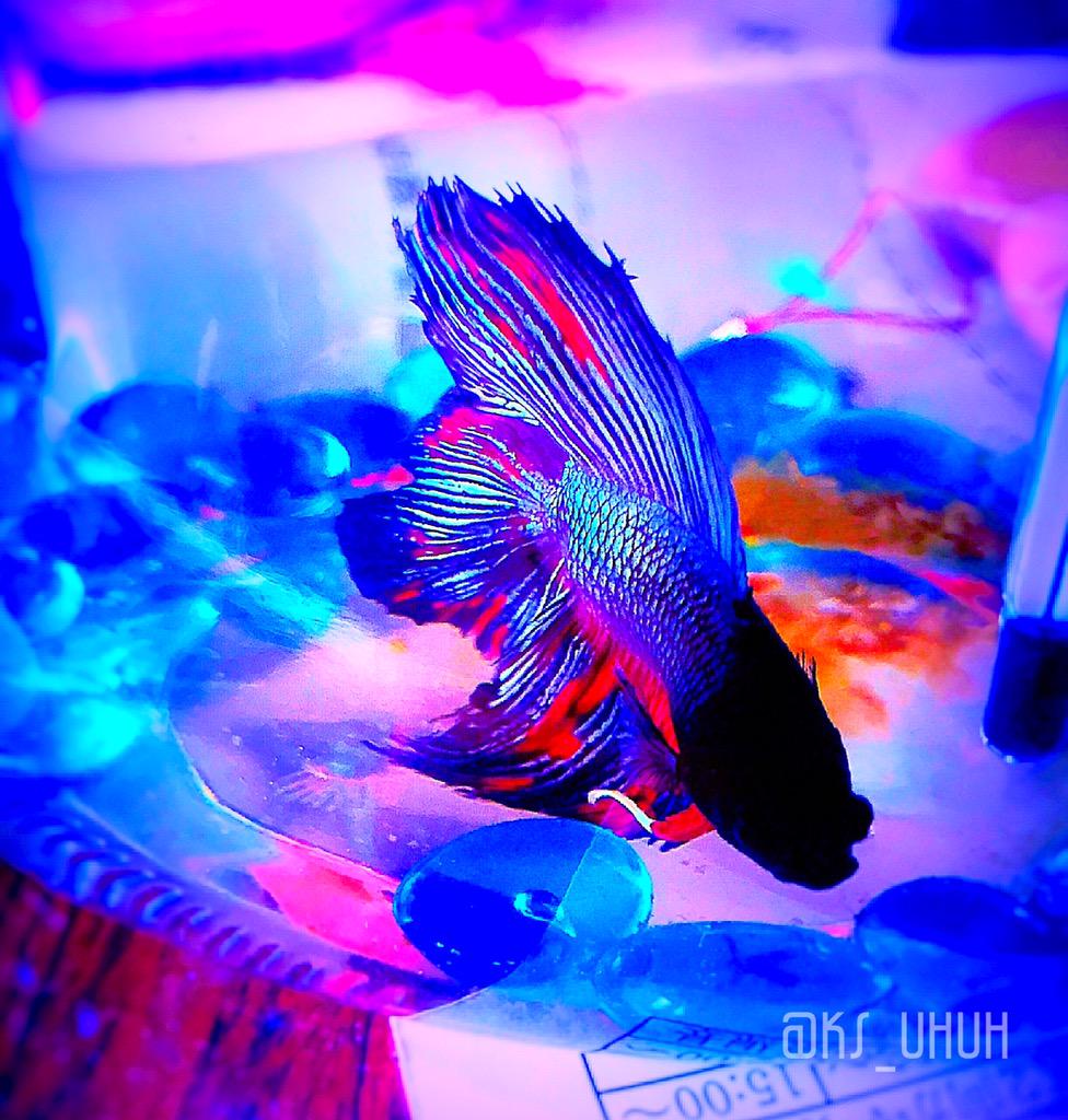 最近の熱帯魚ちゃん 赤い方 ヒータ は天国に行っちゃったけど デビル君は頑張って長生きさせたい 熱帯魚 ベタ 闘魚 写真家さんと繋がりたい Http T Co Tgcfrgkpme 最近の熱帯魚ちゃん 赤い方 ヒータ は天国に行っちゃったけど デビル君は頑張って長生きさせたい 熱帯魚 ベタ 闘魚 写真家さんと繋がりたい Http T Co Tgcfrgkpme