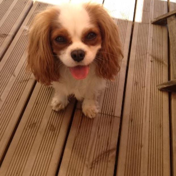 Qtsypics's tweet photo. Just a few hours left to vote in @_thevet Purrfect Pet on Qtsy app - Barney is a real contender to win http://t.co/sTJjvDzkFc
