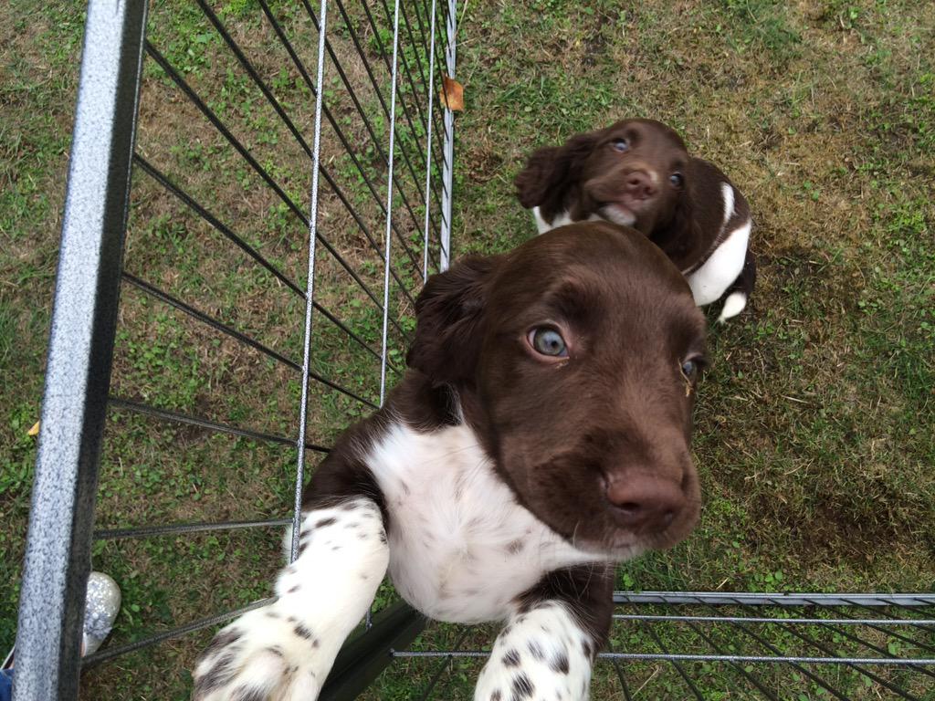 Txertatutako irudiaren behin betiko esteka