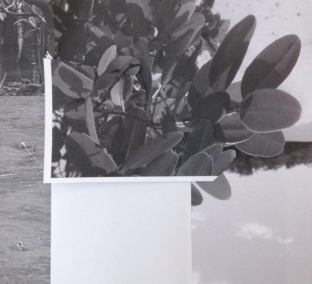 taall_dstudio's tweet photo. #collage #landscape #mangrovetree 🌱 http://t.co/HcvCFxGDo7