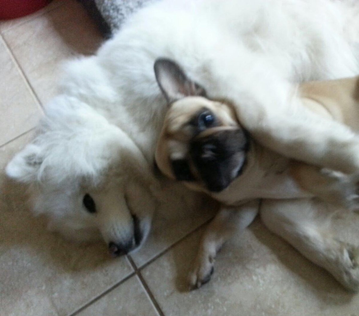 FrenchieSweep's tweet photo. Little and large #PuppyLove http://t.co/dqtDZLoihR