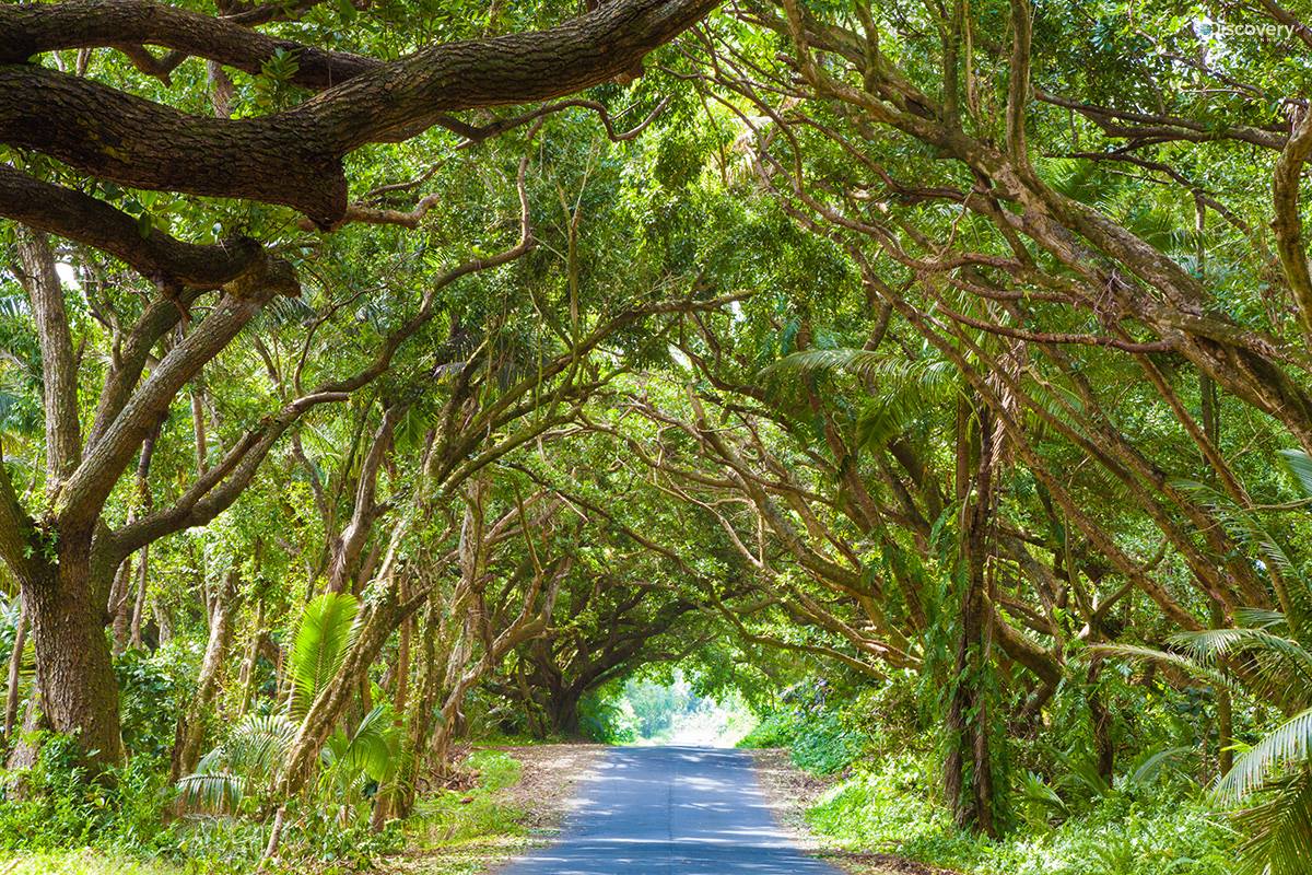 Discovery_Mx's tweet photo. Una fila densa de árboles albizia envuelven una carretera local en la isla de Hawaii. ¡Hermoso espectáculo! http://t.co/1lEjlW8rc7