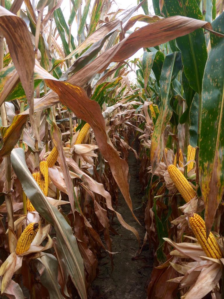 CRBrubaker's tweet photo. Found some good corn this morning. Vast differences in hybrid plant health and quality. #DKC #strongstalks http://t.co/uAixhkkzfn
