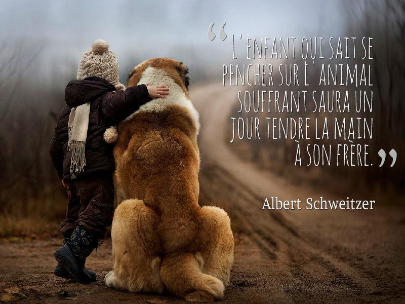 Newelly_Blog's tweet image. "L'enfant qui sait se pencher sur l'animal souffrant saura un jour tendre la main à son frère." - Albert Schweitzer