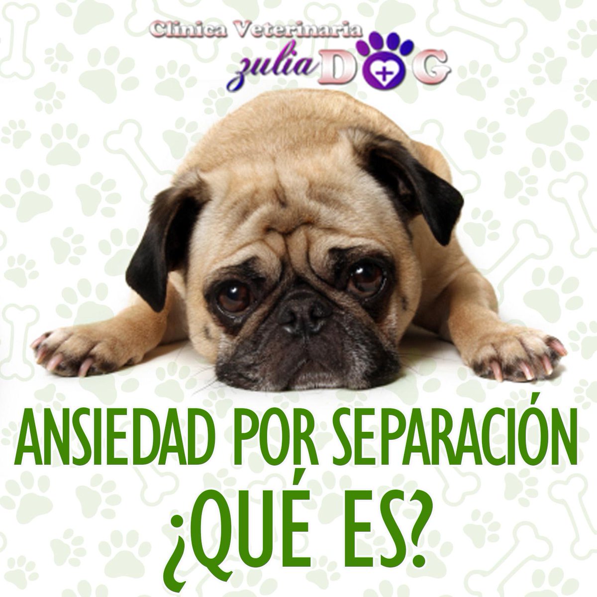 ZuliaDog's tweet image. Conoce lo que es la Ansiedad por separación y como afecta a tu mascota... 
ow.ly/SoKxu