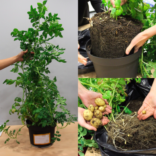 Nedēļas dārgumi! #kartupelispoda facebook.com/KartupeluOpera…