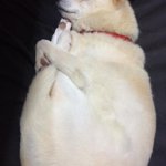 ミジンコ寝するワンちゃんｗ思った以上にミジンコそっくりで笑える!