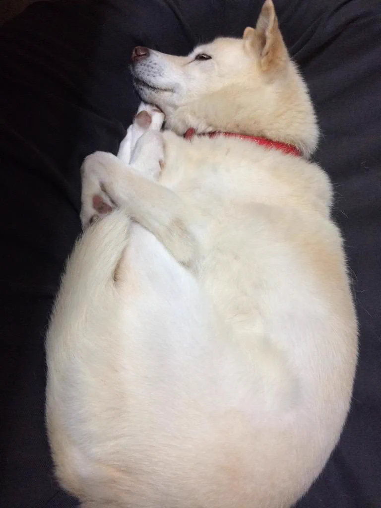 ミジンコ寝するワンちゃんｗ思った以上にミジンコそっくりで笑えるｗｗｗ