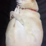 ミジンコ寝するワンちゃんｗ思った以上にミジンコそっくりで笑える!
