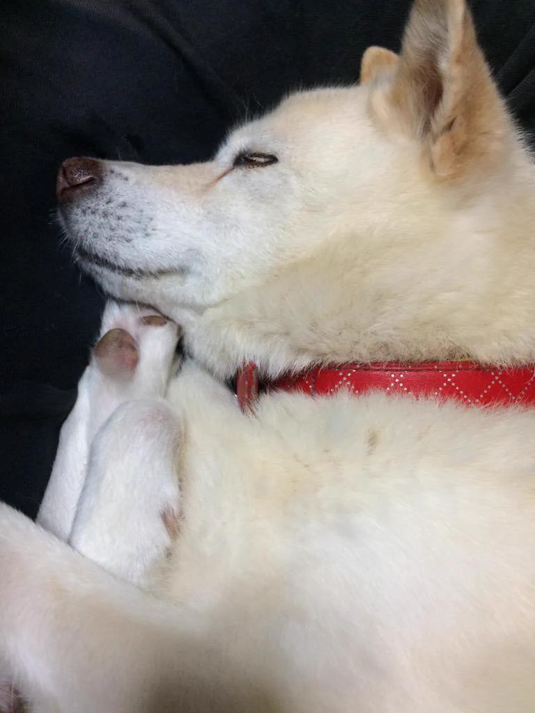 ミジンコ寝するワンちゃんｗ思った以上にミジンコそっくりで笑えるｗｗｗ