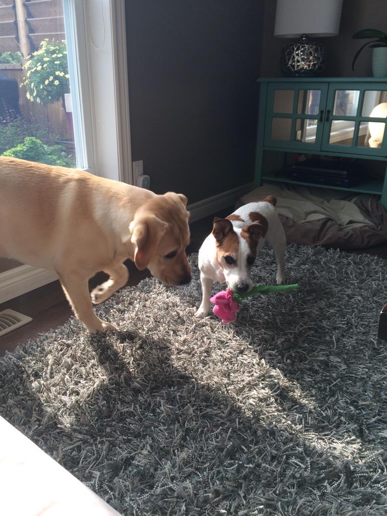 April_Jackman's tweet image. Final rose? #TheBachelor #princessCali #MrCaesar