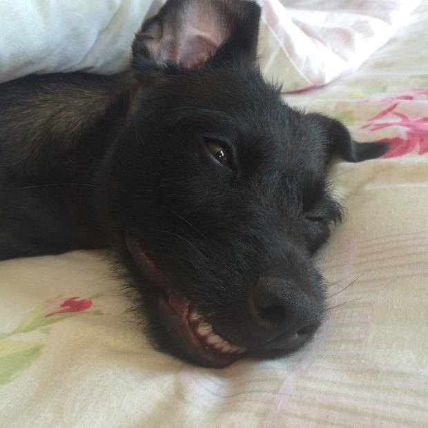 Qtsypics's tweet photo. New leader in @PrelovedUK Top Pets show on free Qtsy app is Beau who's taking life very easy! http://t.co/sV79bnZOqd