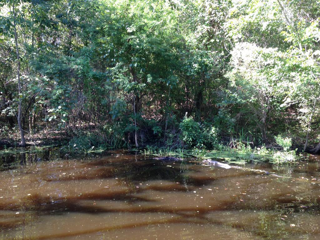 thedanield's tweet photo. Gone swampin'. #nola #gatorcounty http://t.co/1S9cSEYnXu