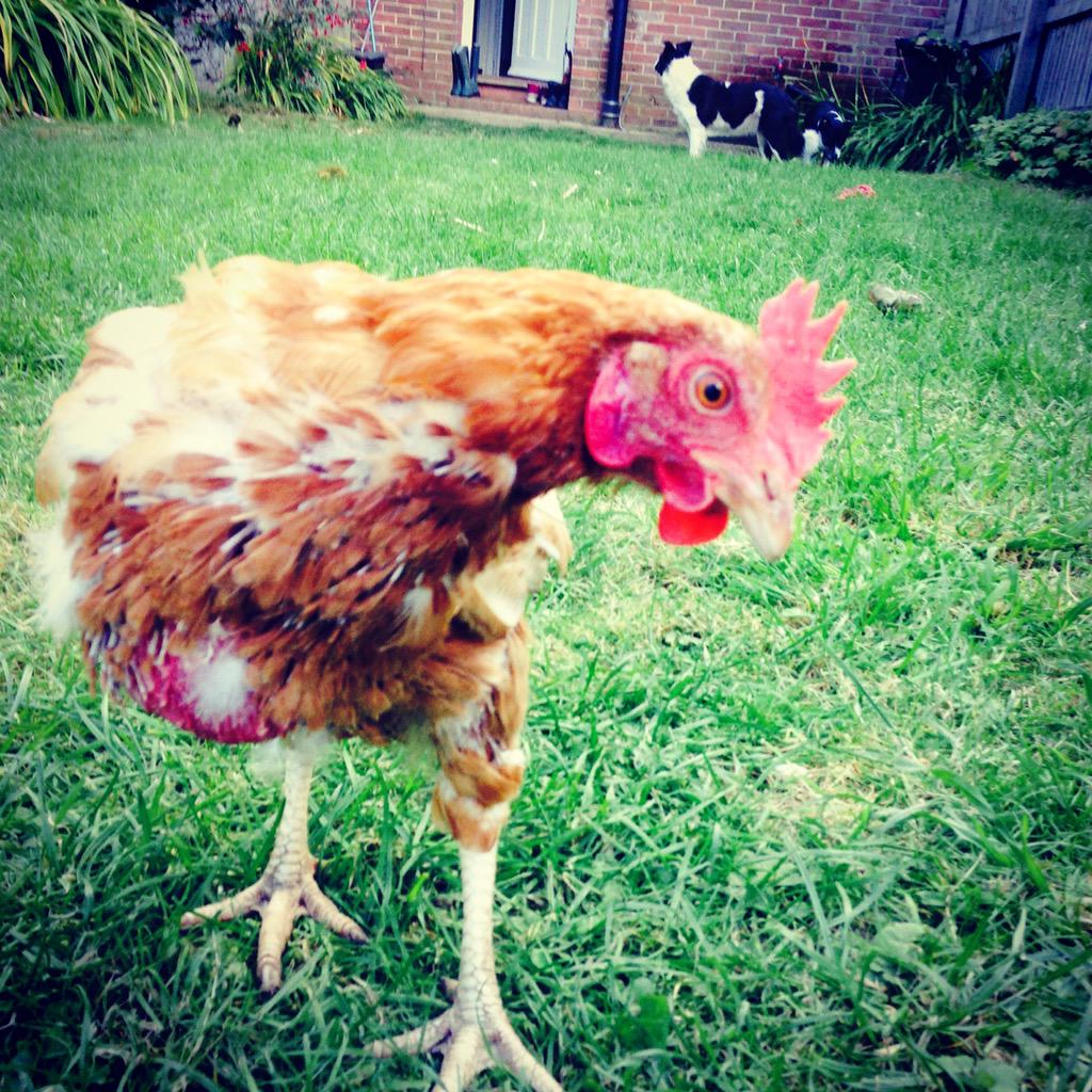 rabj's tweet photo. Our Nozza, blossoming nicely! #saved#ex-batteryhen#freeasabird http://t.co/Cv0NQ2WN6F