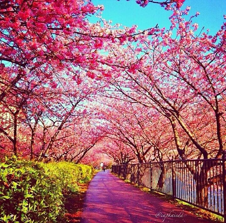 sedoy_49's tweet image. Beautiful way of pink