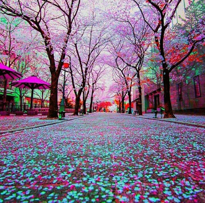 sedoy_49's tweet image. Beautiful way of pink