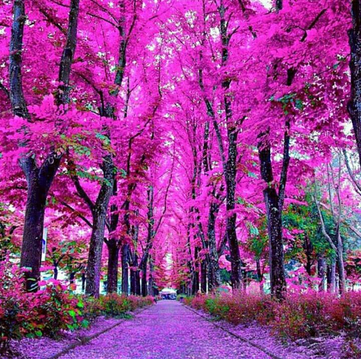 sedoy_49's tweet image. Beautiful way of pink