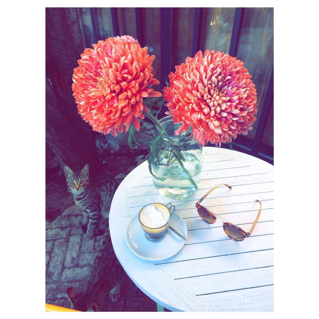 BackyardBebekoy's tweet photo. P E A C E F U L 🐱 http://t.co/tDkuvmaaOS