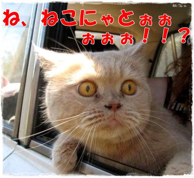 ふりすた おにじゃないよ ねこだよー