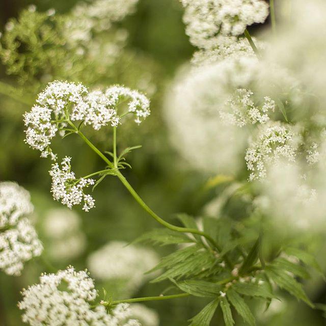 Origins's tweet photo. Valerian helps calm the mind and relax the body. Find it in our High-Potency Night-A-Mins. http://t.co/l6JmXfdiOa http://t.co/b5QhlNrSJe