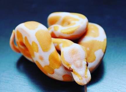 reptiles's tweet photo. #Reptiles: RT @aytac666: #snake #snakes #snakesofinstagram #snakemorph #reptile #reptiles #reptil #reptilesofinstag… http://t.co/elylyT2RZR