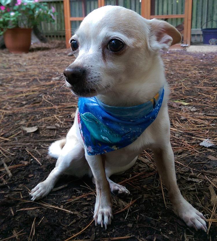 AtlantaPAW's tweet photo. Take 10% OFF your order of $35 or more. Coupon code valid through Sept. 20, 2015- savetoday #sale #dog #bandanas http://t.co/jkG81eGaDD