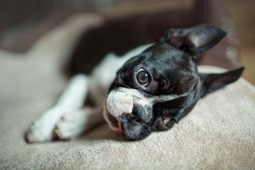 Mart1naConnor's tweet photo. My latest post "Signs of Brain Cancer in Dogs That You Should Watch Out For" http://t.co/wtL4jw44Aa #dogs #dogcancer http://t.co/xG72GAn1QR