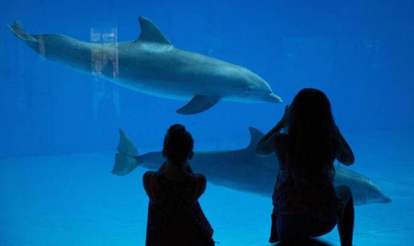 Think twice before seeing dolphin shows says marine life expert bit.ly/1LmxS34 <a href="/Daily_Express/">Daily Express</a> #emptythetanks