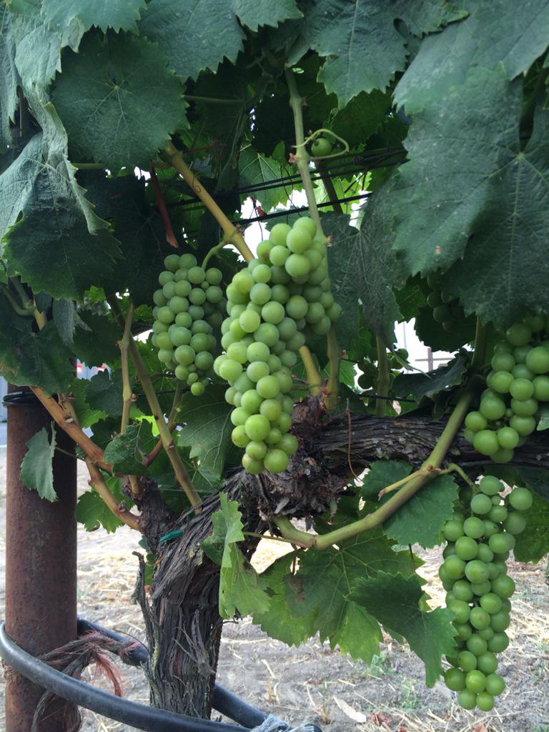 TeamChallengeNW's tweet photo. Visit the #WVwinehalf expo today! You can STILL register for tomorrow's @winecountryhalf at @Marriott Redmond http://t.co/lhhmlDRcH1