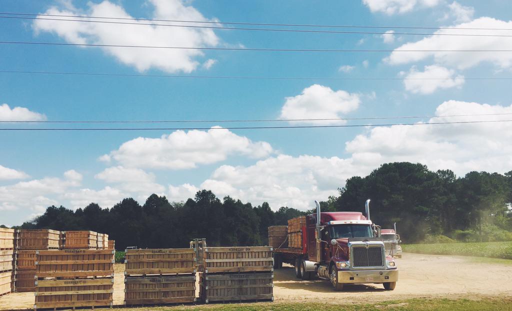 cghines's tweet photo. #ncsweetpotatoes2015 #dustbowl15 http://t.co/fdSriElnQD