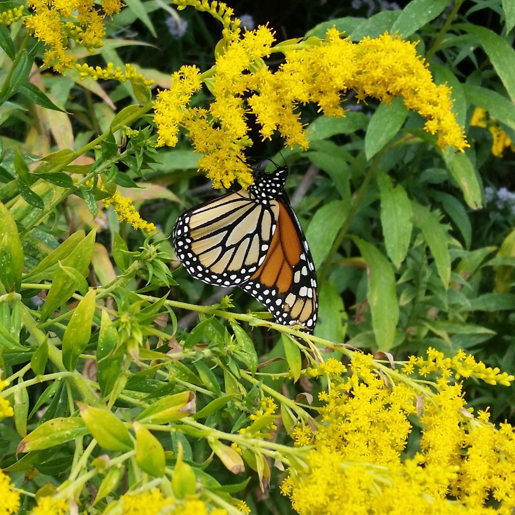 hbilty's tweet image. 10k at the waterfront with the monarchs! #runajax #halftraining