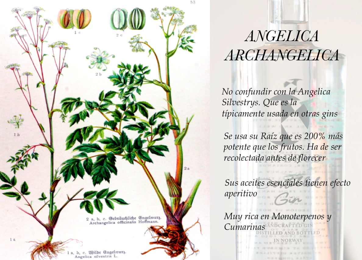 GradoaGrado's tweet photo. La raíz de Angelica Archangelica es uno de los sofisticados botánicos que @kimerudgin incorpora en su destilación http://t.co/5PZYgbeEI2