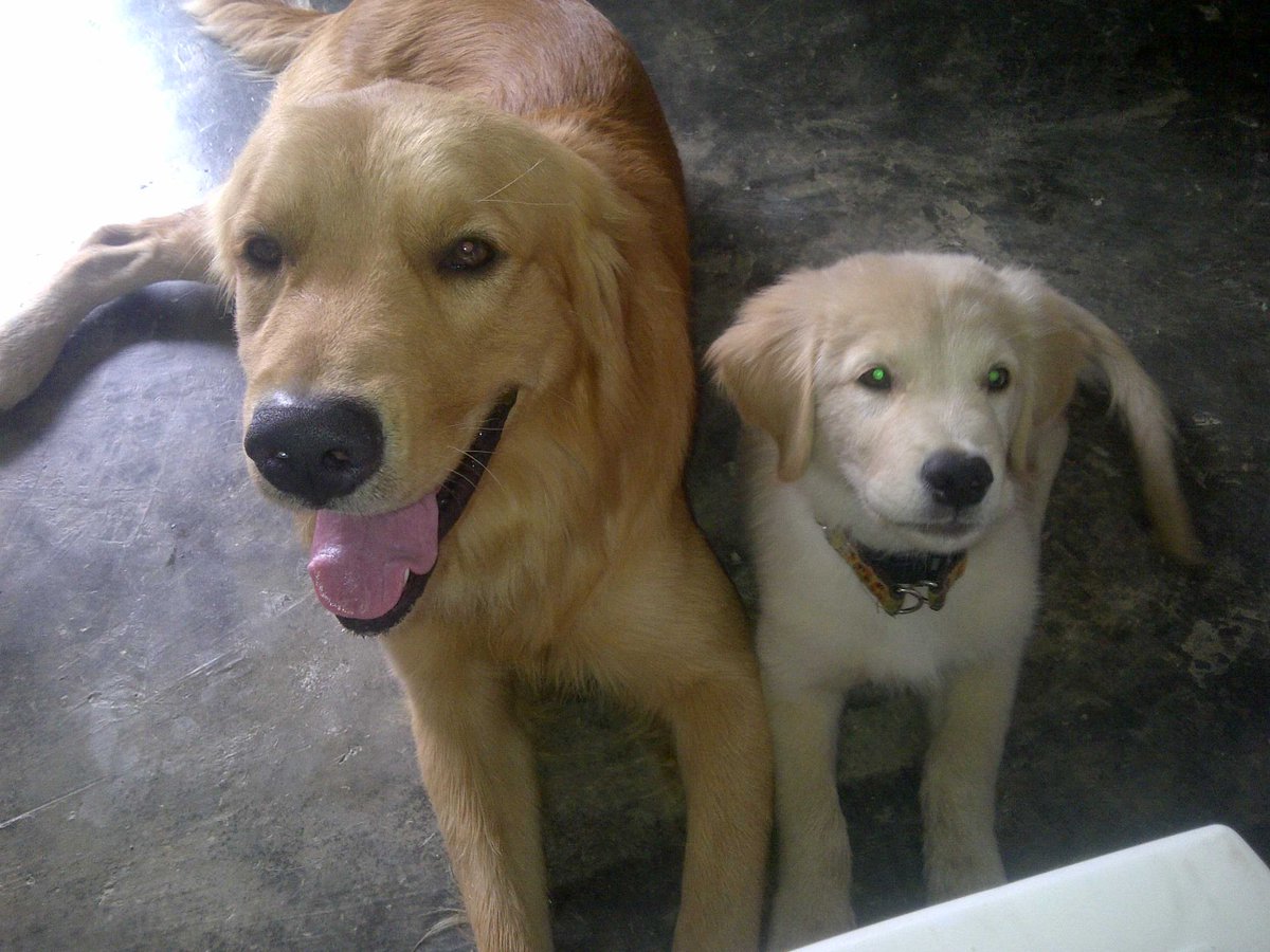 yanek89's tweet photo. @AtomicoOficial #mascotaatomico mi papa bruno y yo blacky disfrutando de la tarde con su programa atómico http://t.co/PDlrc0x83l