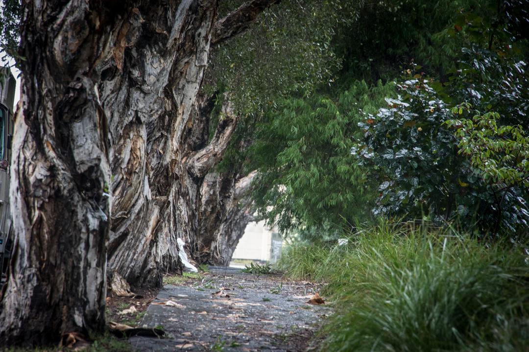 Trees not Traffic sign the #SaveNewtown Stop #WestCONnex petition @ Small World Festival today <a href="/NewtownSydney/">Newtown Sydney</a> today