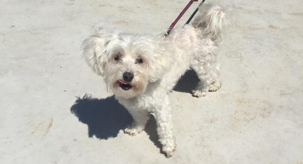 austinite_tips's tweet image. More proof that #Austin is going to the dogs: bit.ly/1V09l4H @yardbar