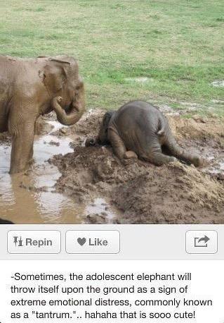 delaney_foskett's tweet photo. This will be me if you don't #RushKT http://t.co/mj7i3GHW5g