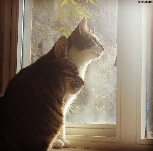 KitNipBox's tweet photo. Come here, birdy! We just want to be your friend...
Image via @nicolel88 #Herebirdy #Sneakykitties #Meow #KitNipBox http://t.co/05zlruXTjW