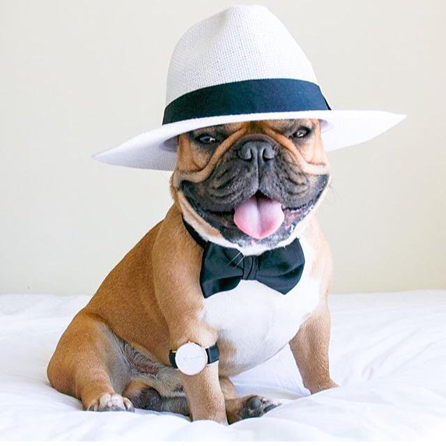 grantm83's tweet photo. Wear what you want to wear, forget the rules! @itisDW #DanielWellington #frenchbulldog #style http://t.co/CyRO1EVDbR