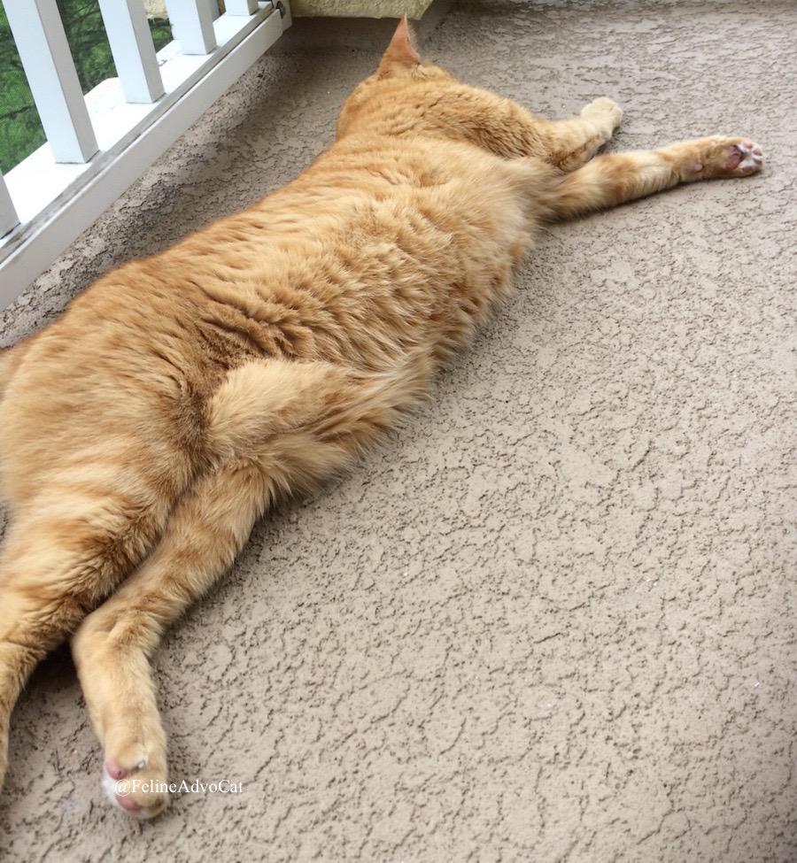 FelineAdvoCat's tweet photo. Rockets having #jellybellyfriday on #DreamersPorch today #GingerCat #orangetabby #RawFedKitty #SirRocket http://t.co/n37Sw6U6ek