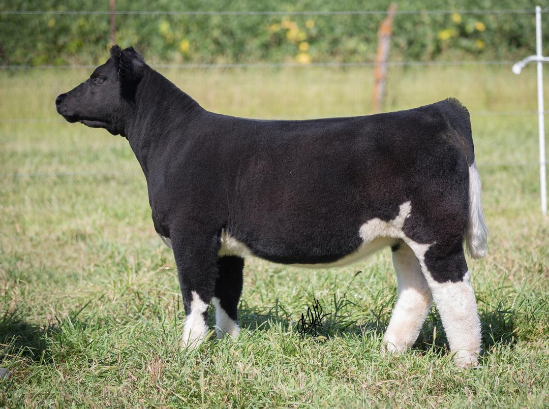 roebercattle's tweet photo. Italian Stallion sell Sept 20th on phone bid sale posted at http://t.co/gzvOcR19rw  call Danny 402-297-1269 http://t.co/Psoi6P6mOL