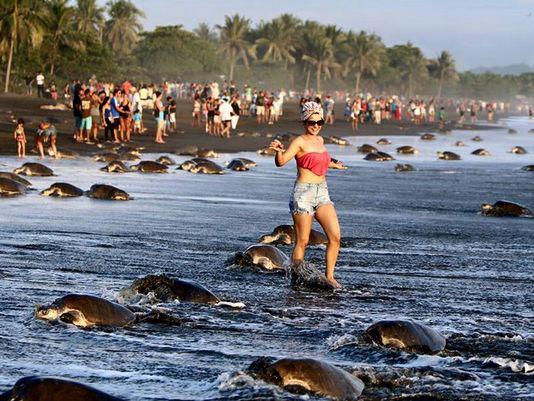 lhedger's tweet photo. Please, don't be a sea-turtle-traumatizing tourist.
http://t.co/W17GFw8zI4 http://t.co/XxgdN9HdPB