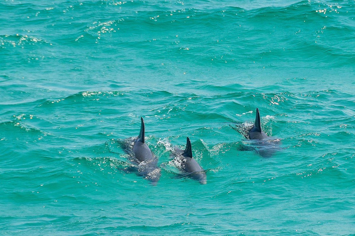 EL DELFIN,  REY DE LOS MARES... - Página 5 CPNMn6vWwAAPQqV