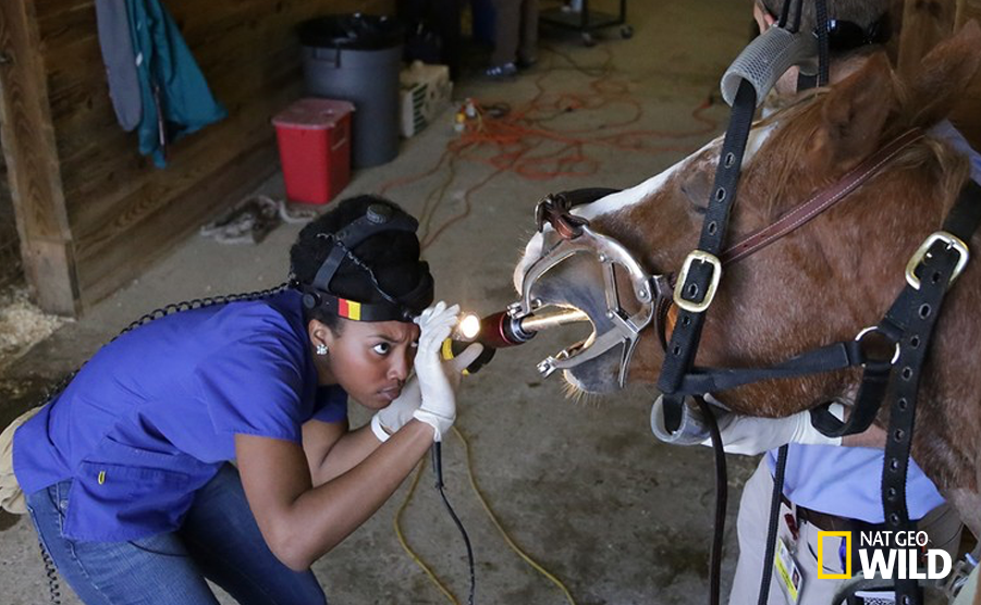 NatGeoAnimals's tweet photo. #FollowFriday: Get ready for the premiere of #VetSchool by following @cornellvet @Vet_Cristina @AzizaGlass http://t.co/d4onu1UKjR