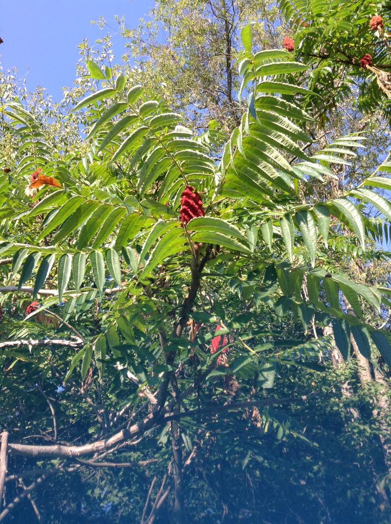 hyoyeons_'s tweet image. i had a pass in my case slightly nover the camera accidentally and it added a cool fade??? #DIYFilter