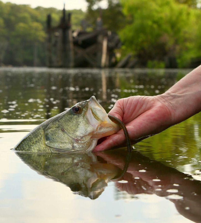 TAMU_NRI's tweet photo. "Smaller bass in southeast TX have leaders rethinking keeper length" - @chronoutdoors http://t.co/YHmtPOz2A9 #fishTX http://t.co/kVRoDpzZjb